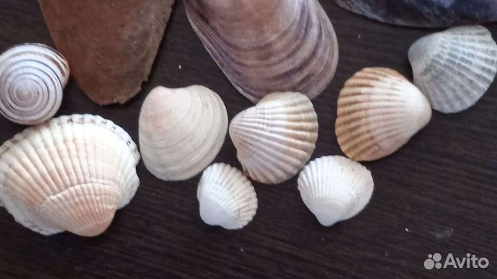 Ракушки морские