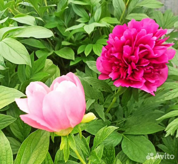 Корни пионов