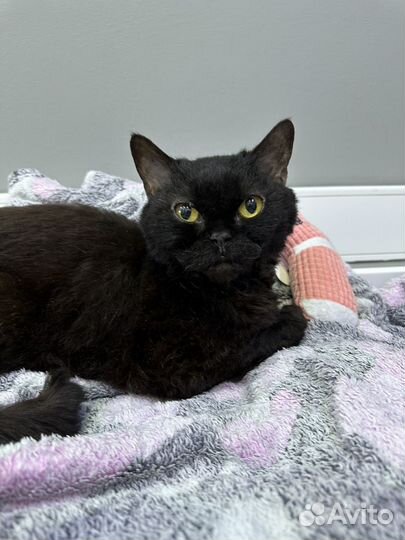 Селкирк-рекс