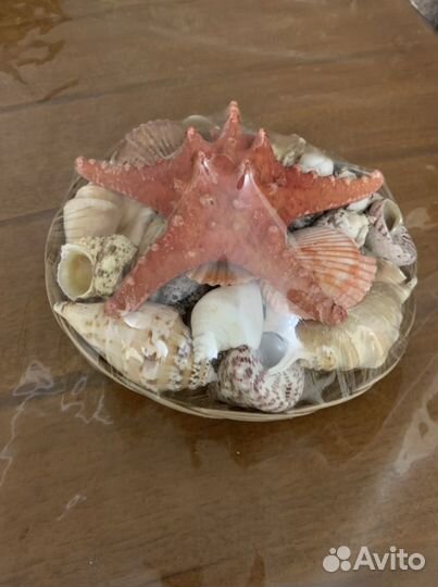 Ракушка морская