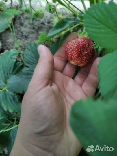 Рассада клубники