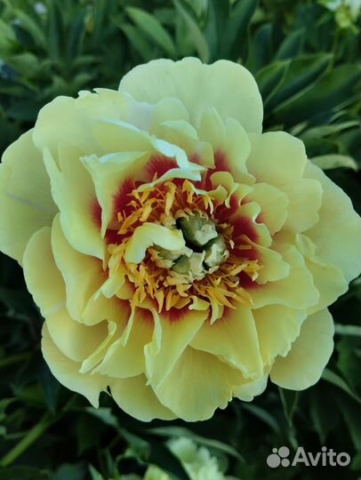 Пион Гарден Треже