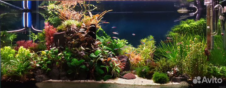 Аквариумные растения (Буцефаландры, мох)
