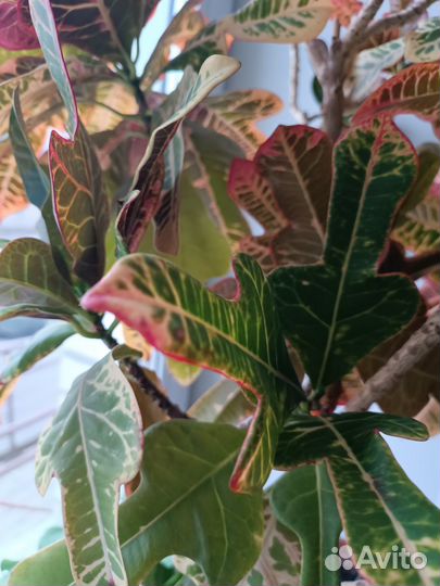 Кротон экселент