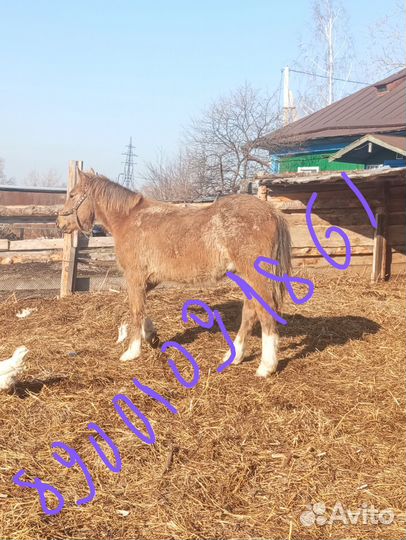 Продажа лошадей