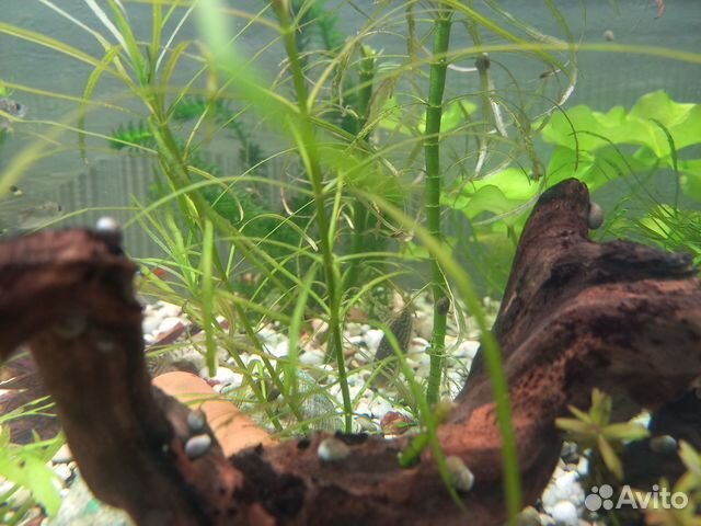 Теодоксус улитка 2-3 покаление на местной воде