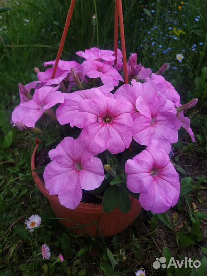 Петуния в подвесных кашпо