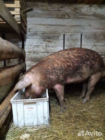 Свиньи дюрок