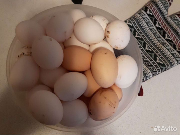 Домашние куриные яйца