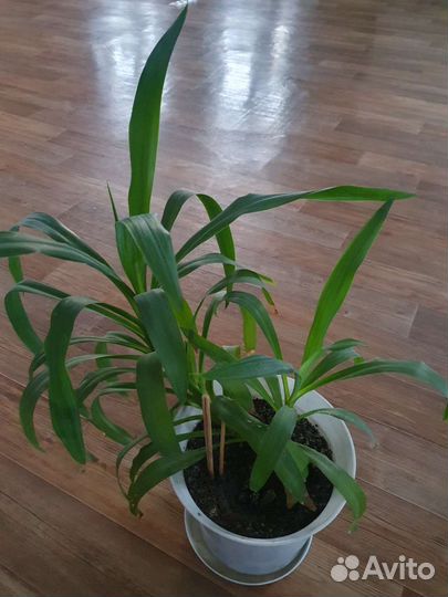 Пальма юкка