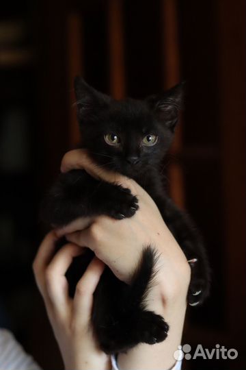 Котенок в добрые руки