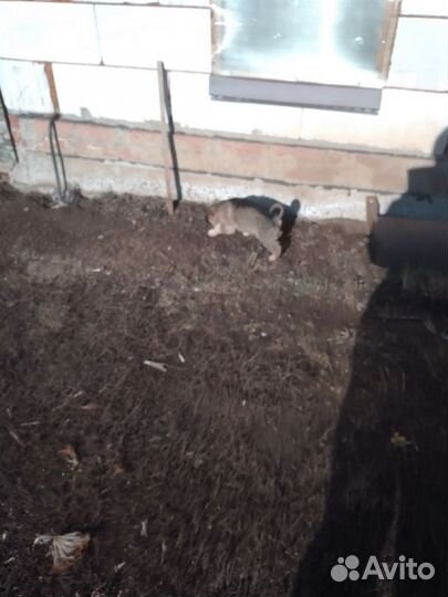 Щенки немецкой овчарки