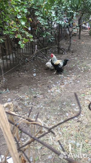 Цыплята и куры брама