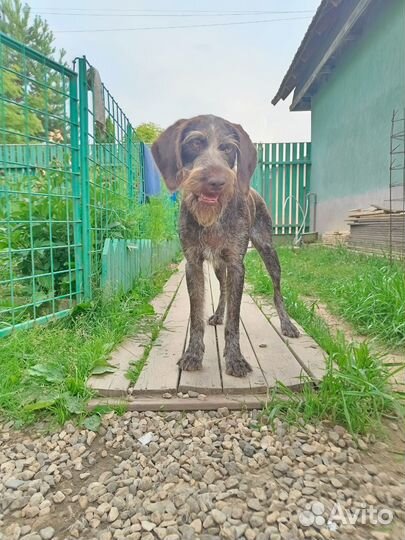 Щенки дратхаара