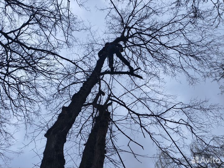 Спил деревьев