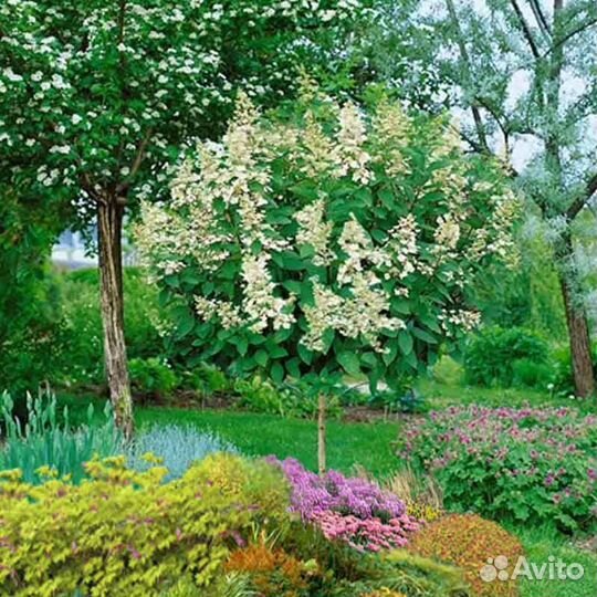 Гортензия метельчатая разных сортов