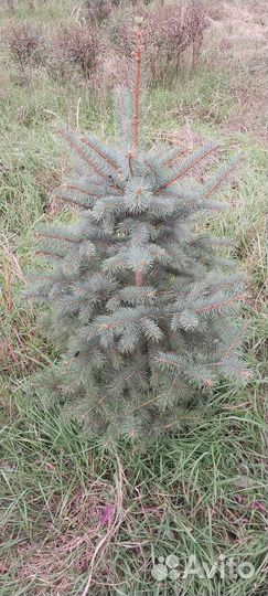 Ели голубые