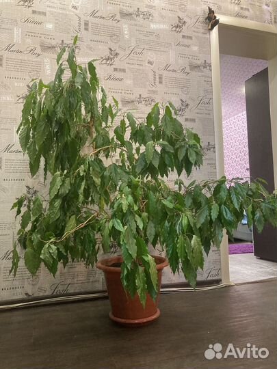 Фикус бенджамина большой