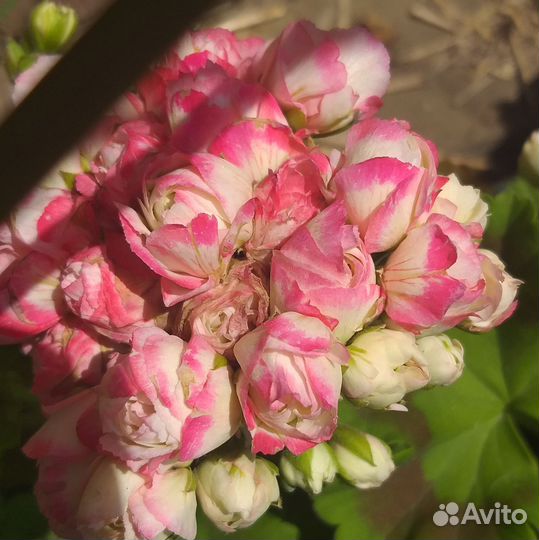 Пеларгония герань