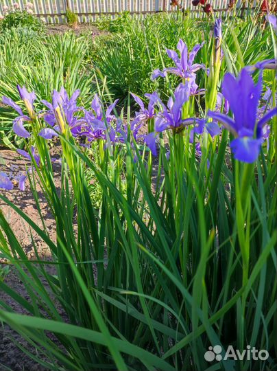 Ирис сибирский