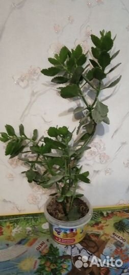 Каланхоэ цветущий