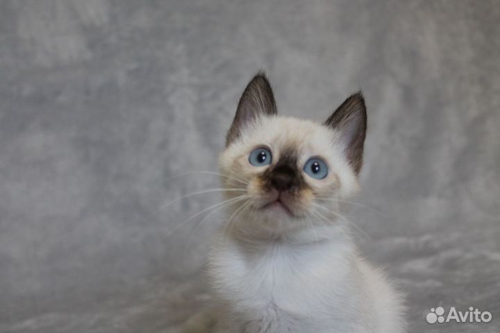 Котята редкой короткохвостой мини породы Той-боб