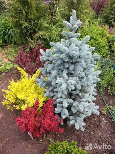 Семена редких хвойных- Инверса Хупси и другие