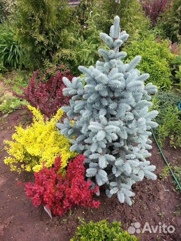 Семена редких хвойных- Инверса Хупси и другие