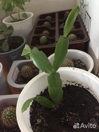 Комнатные цветы