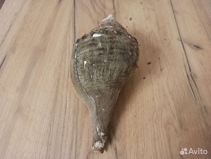 Морская раковина