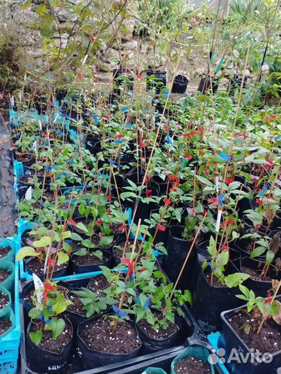 Саженцы клематиса