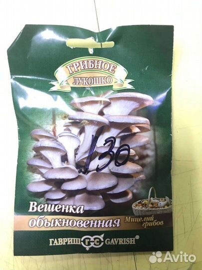 Мицелий грибов