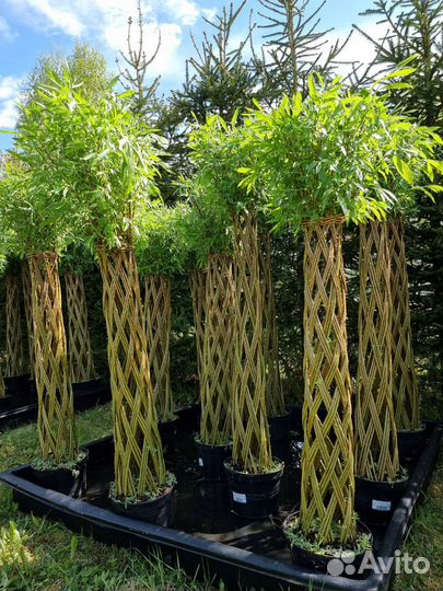 Плетеные деревья из ивы