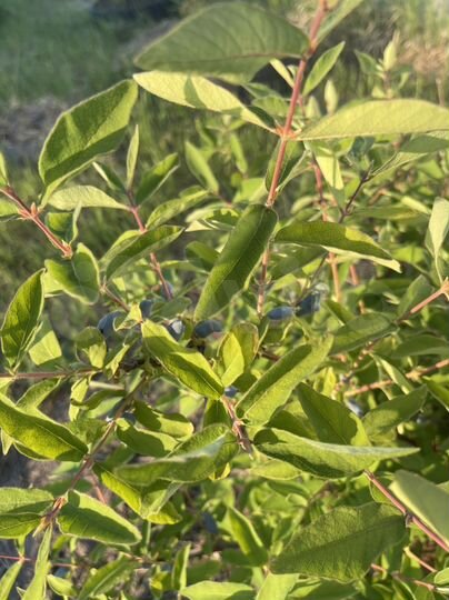 Дом 30 м² на участке 7 сот.