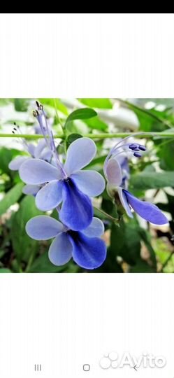 Комнатный цветочек.Клероденрум угандийский