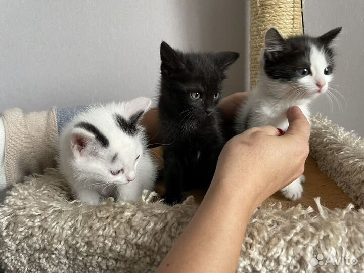 Кошка в дар бесплатно
