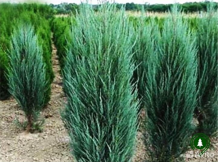 Можжевельник блю эрроу экстра качество