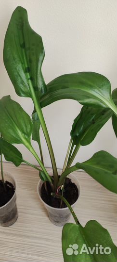 Дримиопсис