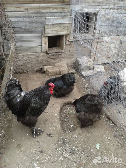 Петухи брамы светлая и палевая