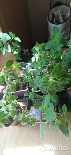 Стрептокарпелла