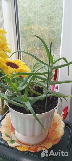 Комнатные цветы