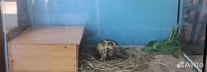 Черепаха сухопутная с Террариумом и Уф Лампой