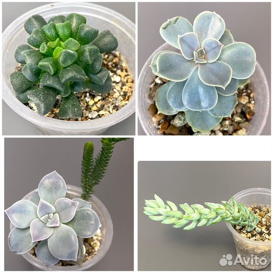 Суккуленты разные