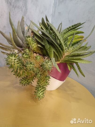 Кактусы и суккуленты