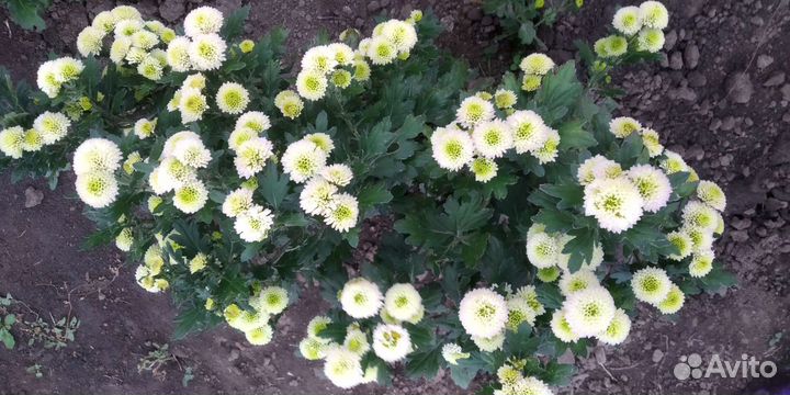 Хризантема веточная срезочная