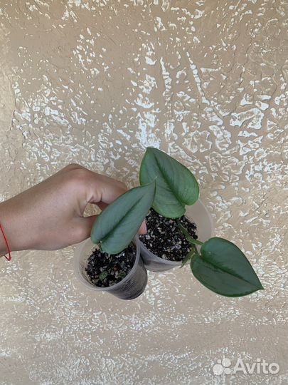 Часть 8. Каллизия, аптения, пеперомия черепашка