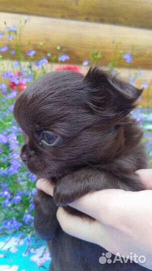 Наикрасивейшая шоколадочка