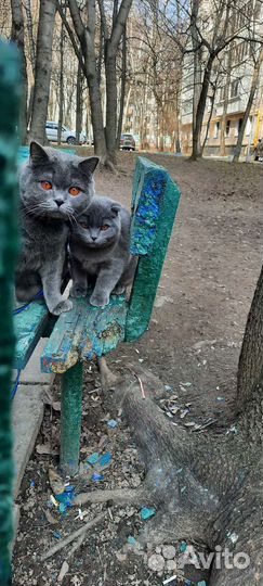 Британские