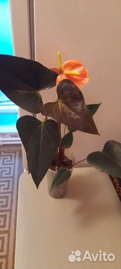 Антуриум рейнбоу чемпион