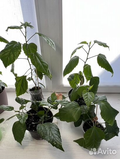 Гибискус красный махровый